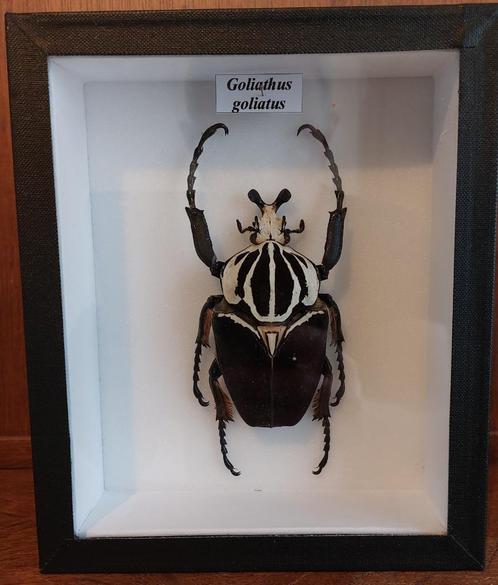 Cadre/Décoration : Goliathus goliatus, Verzamelen, Dierenverzamelingen, Nieuw, Overige typen, Insect, Ophalen of Verzenden