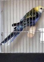 Bleekkop rosella's, Dieren en Toebehoren, Parkiet, Geringd