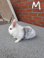 Dwergkonijnen, Dieren en Toebehoren, Konijnen