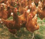 top leggers 19 weken zwart en bruin 0499/082381, Vrouwelijk, Kip