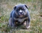 Unieke american bully pup (uit top american bloodlines), Dieren en Toebehoren, 15 weken tot 1 jaar, Buitenland, CDV (hondenziekte)