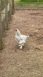 2 brahma hanen van 2024, Dieren en Toebehoren, Pluimvee