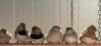 Zebravinken, Dieren en Toebehoren, Vogels | Overige Vogels, Meerdere dieren, Tropenvogel, Geringd