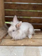 Konijn te koop, Dieren en Toebehoren, Konijnen, Mannelijk, Dwerg, 0 tot 2 jaar