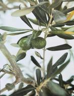 ikea olijven 118 x 78 cm, Huis en Inrichting, Woonaccessoires | Lijsten, Ophalen of Verzenden, Zo goed als nieuw