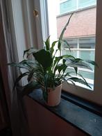 Mooie plant in bloempot., Huis en Inrichting, Ophalen