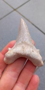 Mooie Otodus Sokolovi haaientand fossiel, Verzamelen, Mineralen en Fossielen, Ophalen of Verzenden, Fossiel