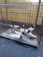 Mooie koppel iranees hoogvlieger (25€ per stuk), Dieren en Toebehoren