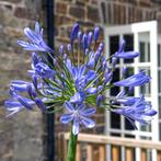 Agapanthus of Afrikaanse lelie, Tuin en Terras, Volle zon, Vaste plant, Zomer, Ophalen