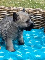 Ciatn terriers, Dieren en Toebehoren, Honden | Jack Russells en Terriërs, België, Overige rassen, CDV (hondenziekte), 8 tot 15 weken