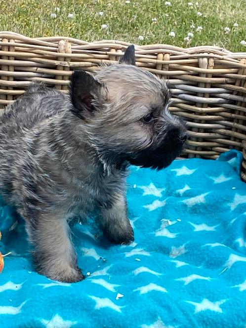 Ciatn terriers, Dieren en Toebehoren, Honden | Jack Russells en Terriërs, Meerdere dieren, Overige rassen, Fokker | Professioneel