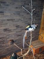 fazanten, Dieren en Toebehoren, Meerdere dieren, Overige soorten