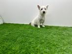 Chiots West Highland White Terrier, Animaux & Accessoires, Chiens | Jack Russell & Terriers, Parvovirose, Autres races, Plusieurs