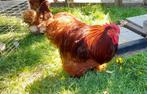 Broedeieren cochin kriel red