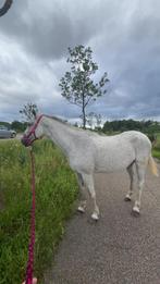Spaanse merrie., Dieren en Toebehoren, Paarden, Merrie