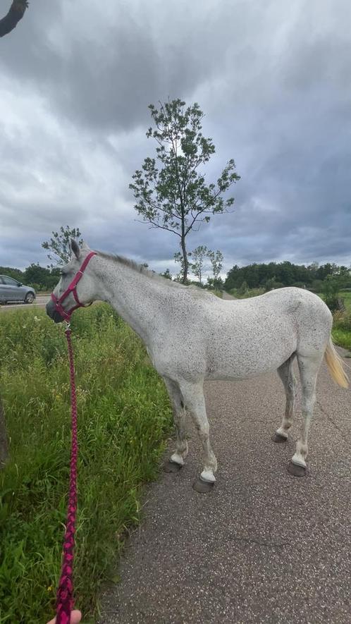 Spaanse merrie., Dieren en Toebehoren, Paarden, Merrie