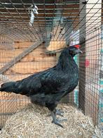 Przchtige kleurlegger HEN!, Dieren en Toebehoren, Pluimvee, Vrouwelijk, Kip