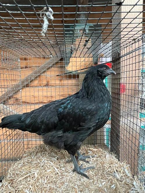 Przchtige kleurlegger HEN!, Dieren en Toebehoren, Pluimvee, Kip, Vrouwelijk