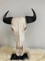 Opgezette Schedel (water) buffel met grote hoorns, Verzamelen, Zo goed als nieuw, Ophalen, Schedel