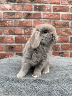 Minilop voedstertjes beschikbaar, Dieren en Toebehoren