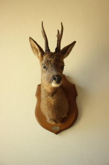 Taxidermie Opgezette Reeënkop met gewei beschikbaar voor biedingen