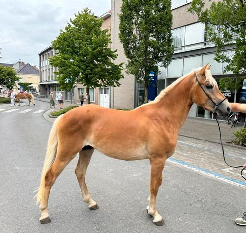 2 jarige haflinger hengst, Dieren en Toebehoren, Paarden, Hengst, M