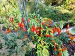 5 zaden CAP 455 baccatum paprika - biologische teelt, Verzenden, Voorjaar, Volle zon, Zaad