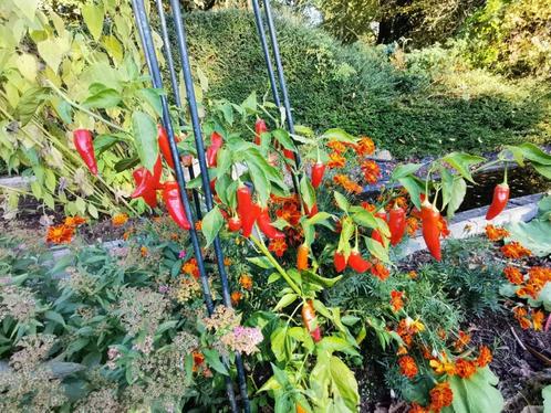 5 zaden CAP 455 baccatum paprika - biologische teelt, Tuin en Terras, Bloembollen en Zaden, Zaad, Voorjaar, Volle zon, Verzenden