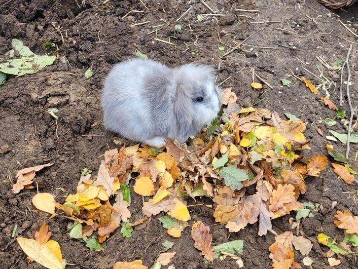Prachtig Nederlands dwerghangoor voedster van 4 maanden, Dieren en Toebehoren, Konijnen, Klein, Vrouwelijk, 0 tot 2 jaar, Hangoor