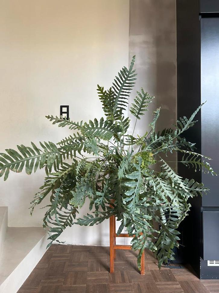 Grote kamerplanten varen keuze L en XL, Huis en Inrichting, Kamerplanten, Ophalen