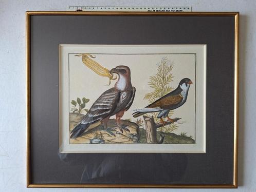 Oude gravure met de hand ingekleurd arend en sperwer, Antiek en Kunst, Kunst | Etsen en Gravures, Ophalen