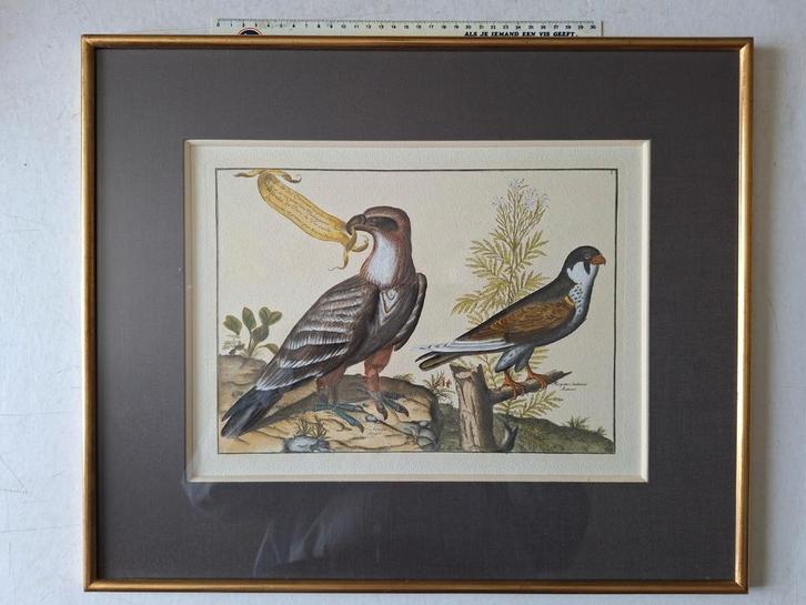 Oude gravure met de hand ingekleurd arend en sperwer, Antiek en Kunst, Kunst | Etsen en Gravures, Ophalen