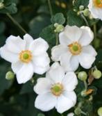 Anemone ' Honorine Jobert ', Ophalen, Vaste plant
