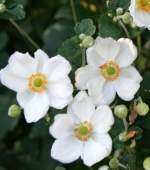 Anemone ' Honorine Jobert ', Tuin en Terras, Planten | Tuinplanten, Vaste plant, Ophalen