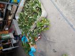 Jonge arbeien  planten, Ophalen