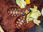 Kolenbrander schildpad en vierteenschildpad, Dieren en Toebehoren, Reptielen en Amfibieën, 0 tot 2 jaar, Schildpad