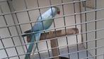 Halsbandparkieten poppen, Animaux & Accessoires, Oiseaux | Perruches & Perroquets