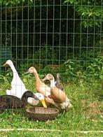 Broedeieren loopeenden, Sexe inconnu, Canard