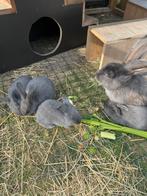 Blauw van Ham, Dieren en Toebehoren