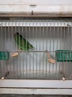 Mexicaanse forpus (forpus cyanopygius) man, parkiet, Dieren en Toebehoren, Mannelijk, Parkiet, Geringd