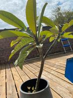 Frangipani (plumeria)  75 cm GEEN KOERRIERDIENST, Ophalen, Winter