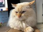 Dekkater Ragdoll, 0 tot 2 jaar, Kater, Gechipt