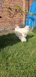Trio kippen te koop, Dieren en Toebehoren, Pluimvee, Kip