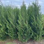 Leylandii green rocket., Ophalen of Verzenden, Taxus
