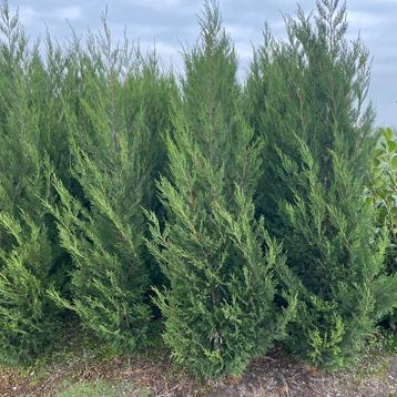 Leylandii green rocket. beschikbaar voor biedingen