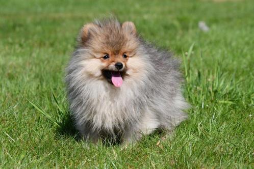 Pomeriaan pups te koop - Dwergkeeshondjes, Dieren en Toebehoren, Honden | Poolhonden, Keeshonden en Oertypen, Meerdere dieren