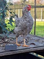 Kruising koekoek haan 25 weken oud., Dieren en Toebehoren, Pluimvee, Mannelijk, Kip