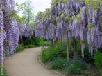 BLAUWE REGEN "PROLIFIC", PLANTEN DIE VROEG BLOEIEN, 18€/st., Tuin en Terras, Vaste plant, Ophalen of Verzenden, Klimplanten, Lente