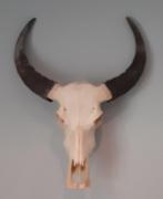 Schedel waterbuffel, Collections, Collections Animaux, Crâne, Animal sauvage, Utilisé, Enlèvement ou Envoi