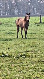 Spaans veulen valk van mei 2024, Dieren en Toebehoren, Hengst, Onbeleerd, Gechipt, 0 tot 2 jaar